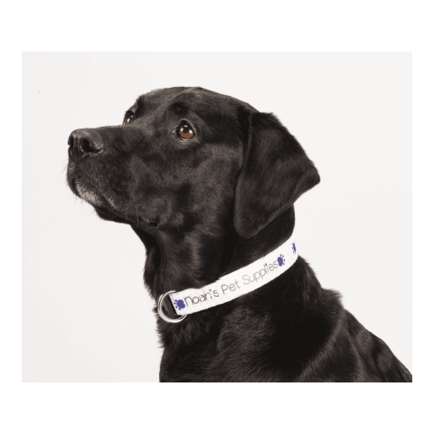 Full Color 1&quot; Wide Adjustable Pet Collar White | No Imprint | not available | not available